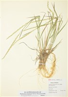 藏品(細莖冰草)的圖片